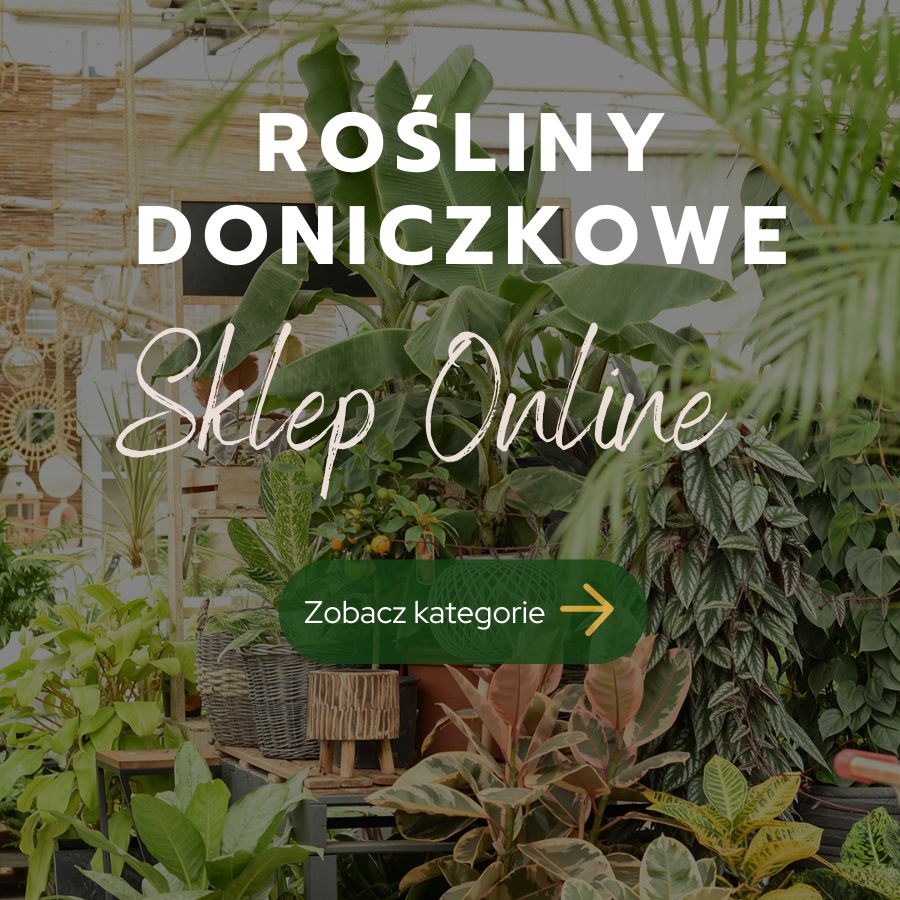 Kategorie roślin doniczkowych